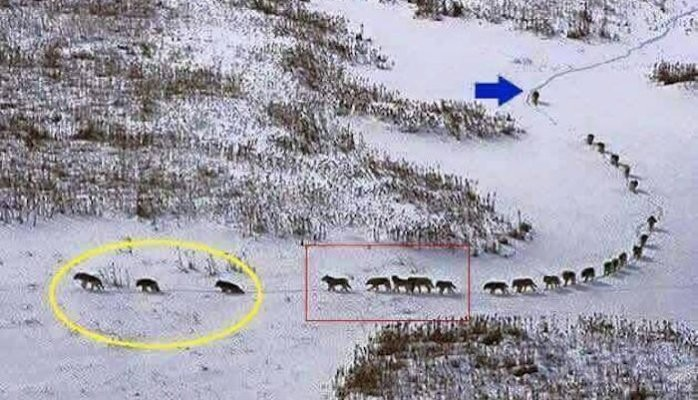 Fausse rumeur de la meute de loup et du management